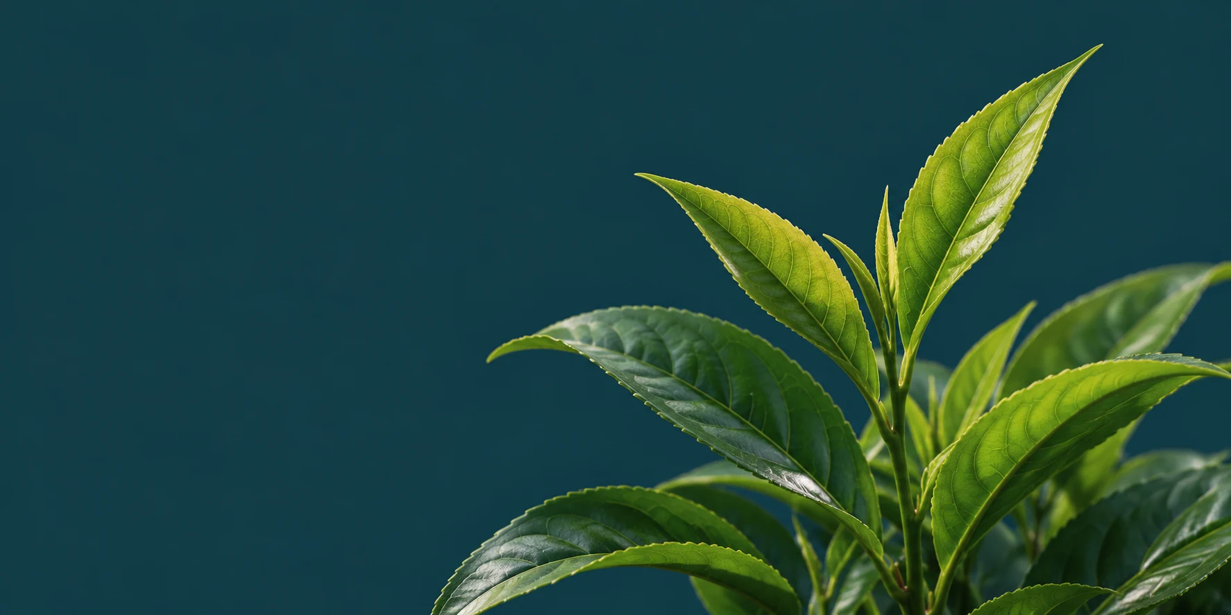 Green leaves, illustrative botanical imagery