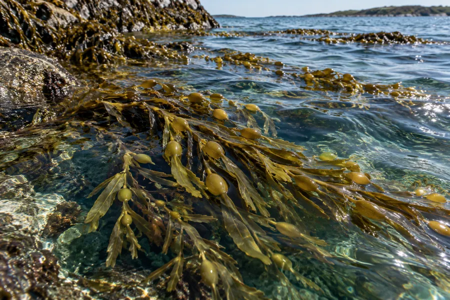 Ascophyllum seaweed in a coastal marine setting, illustrative raw-material origin imagery