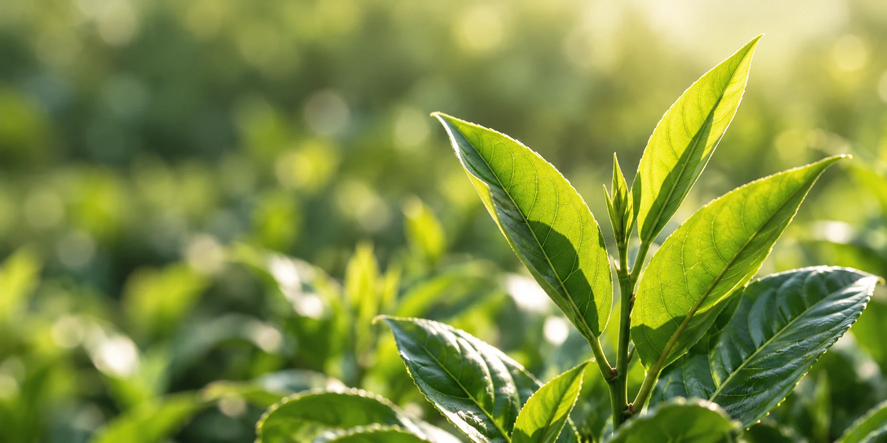 Sunlit green leaves, illustrative agricultural imagery